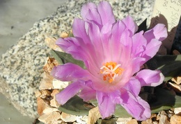 Ariocarpus retusus hyb