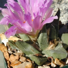 Ariocarpus retusus hyb pl