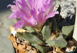 Ariocarpus retusus hyb pl