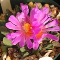 Ariocarpus scaphirostris