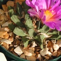 Ariocarpus scaphirostris pl