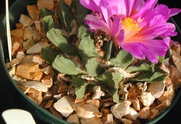 Ariocarpus scaphirostris pl