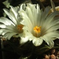 Ariocarpus trigonus v  horacekii