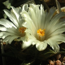 Ariocarpus trigonus v  horacekii