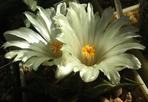 Ariocarpus trigonus v  horacekii