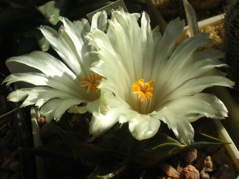 Ariocarpus trigonus v  horacekii