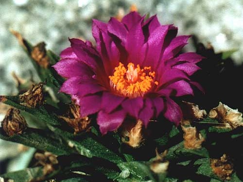 Ariocarpus agavoides