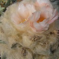 ariocarpus furfuraceus