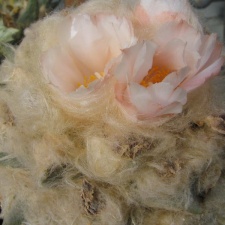 ariocarpus furfuraceus
