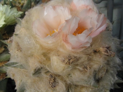 ariocarpus furfuraceus