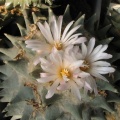 ariocarpus furfuraceus 1