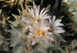 ariocarpus furfuraceus 1