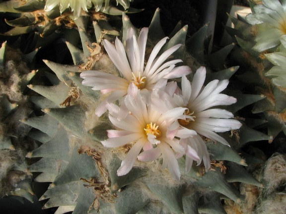 ariocarpus furfuraceus 1