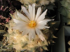 ariocarpus retusus 10