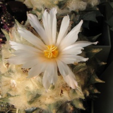 ariocarpus retusus 10