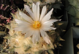 ariocarpus retusus 10