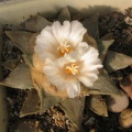 ariocarpus retusus 3