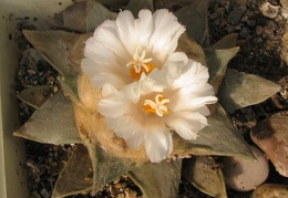 ariocarpus retusus 3