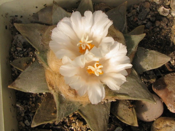 ariocarpus retusus 3