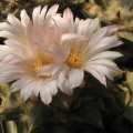 ariocarpus retusus 4