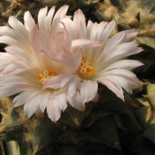 ariocarpus retusus 4