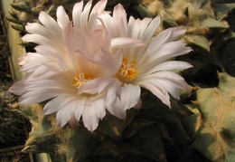 ariocarpus retusus 4