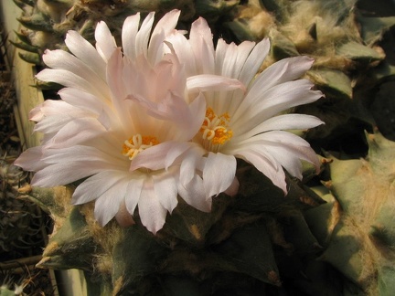 ariocarpus retusus 4