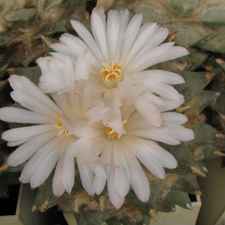 Ariocarpus