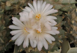 Ariocarpus