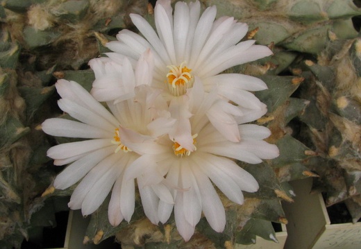 ariocarpus retusus 6