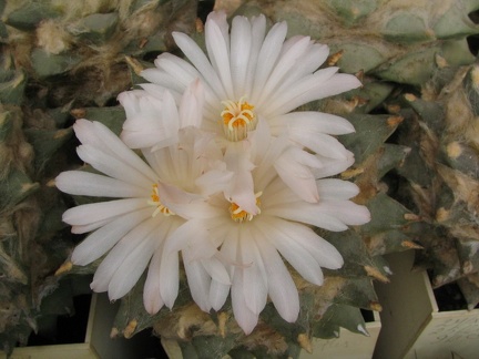 ariocarpus retusus 6