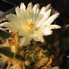 ariocarpus trigonus4