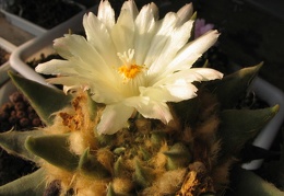 ariocarpus trigonus4