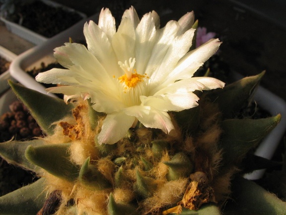 ariocarpus trigonus4