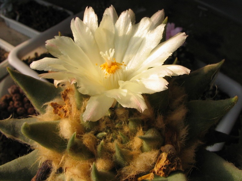 ariocarpus_trigonus4.jpg