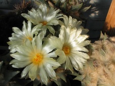 ariocarpus trigonus 10