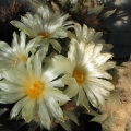 ariocarpus trigonus 10