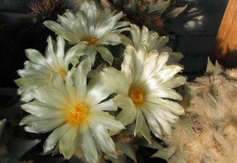 ariocarpus trigonus 10