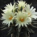 ariocarpus trigonus 6