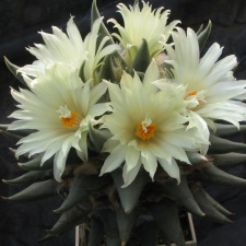 ariocarpus trigonus 6