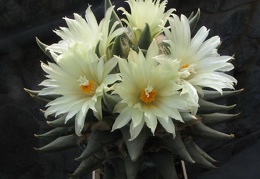 ariocarpus trigonus 6