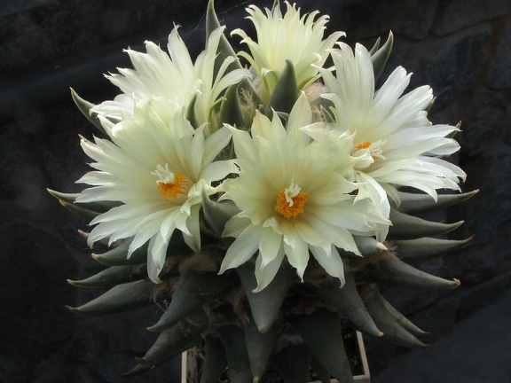 ariocarpus trigonus 6