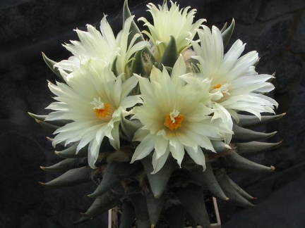 ariocarpus trigonus 6