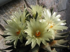 ariocarpus trigonus 7