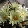 ariocarpus trigonus 7