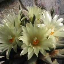 ariocarpus trigonus 7