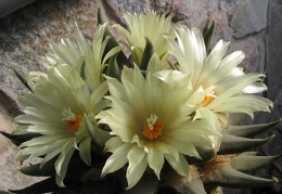 ariocarpus trigonus 7