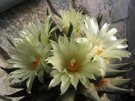 ariocarpus trigonus 7