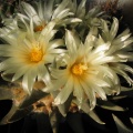 ariocarpus trigonus 9