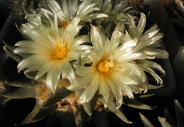 ariocarpus trigonus 9